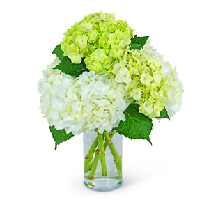 Summer Flowers