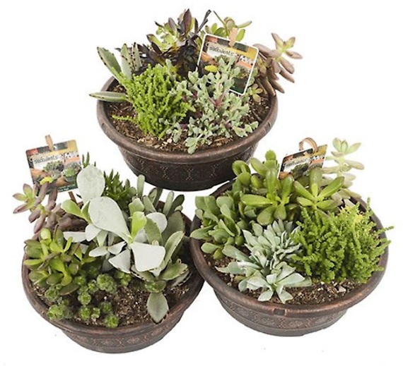 Succulent Garden