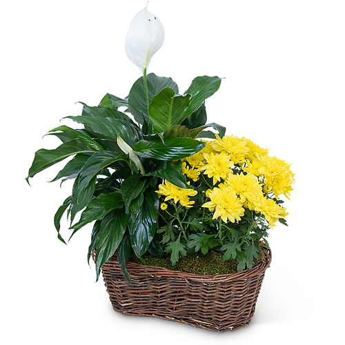 Peace Lily Plant with Yellow Mum Plant