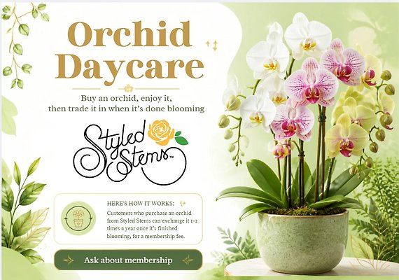 Orchid Daycare