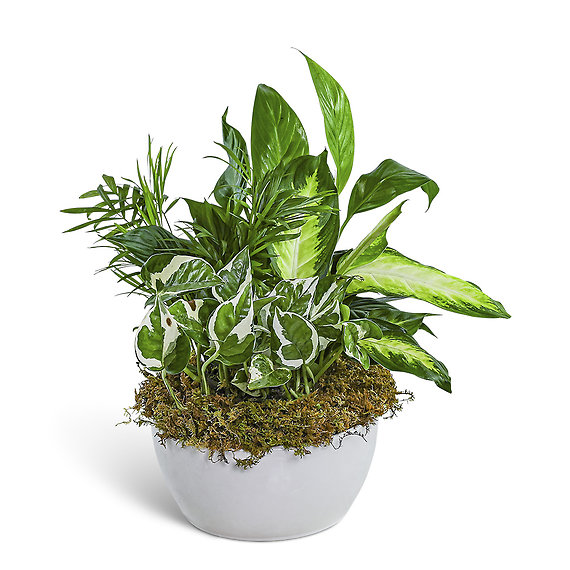 Zen Dish Garden