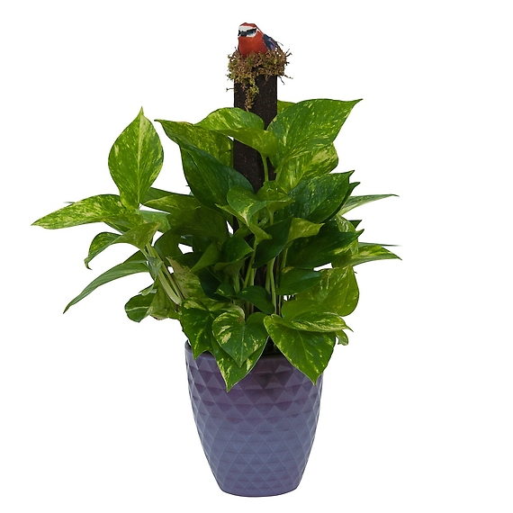 Pothos on Pole in Special Container