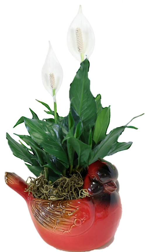 Cardinal Peace Lily