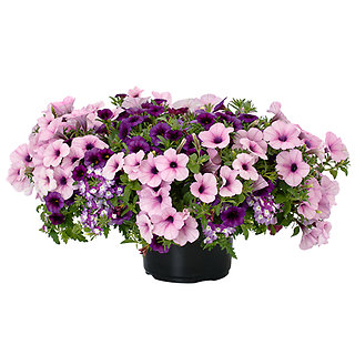 12in Perfectly Purple Planter