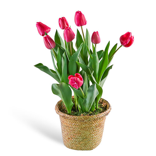 Pink Potted Tulip Plant