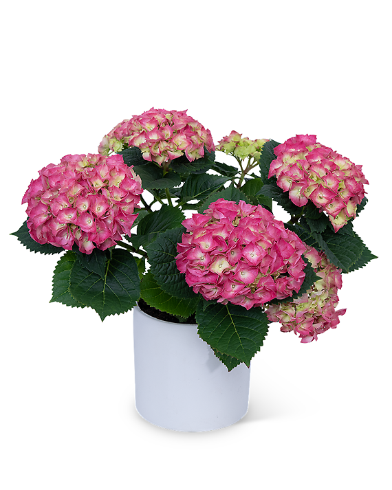 Pink Hydrangea Plant in Ceramic