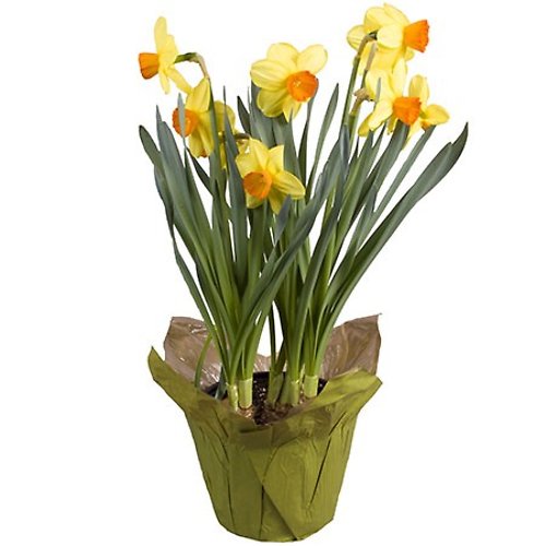 6.5 in Daffodil