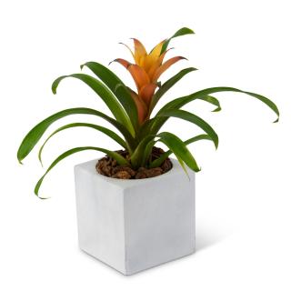 Bromeliad Mini