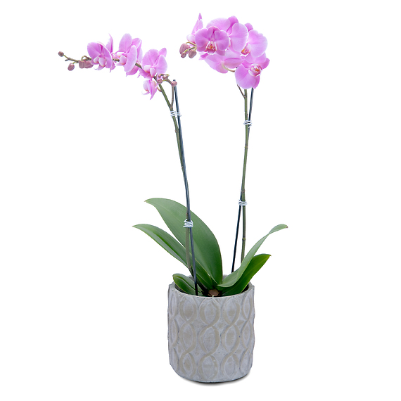 Purple Beauty Orchid