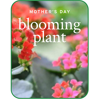 Designer\'s Choice Blooming Plant