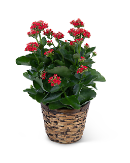 Red Kalanchoe Plant