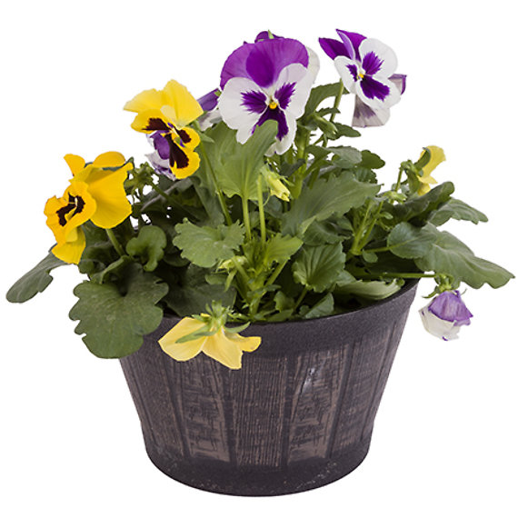 8\" PANSY BOWL