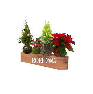 Kokedama Christmas Plant & Sip - Event Ticket Dec 9, 2023