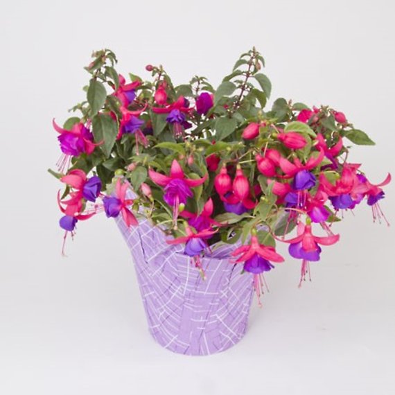 6.5\" Fuchsia Plant