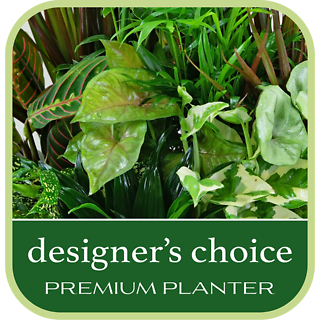 Designer\'s Choice Premium Planter
