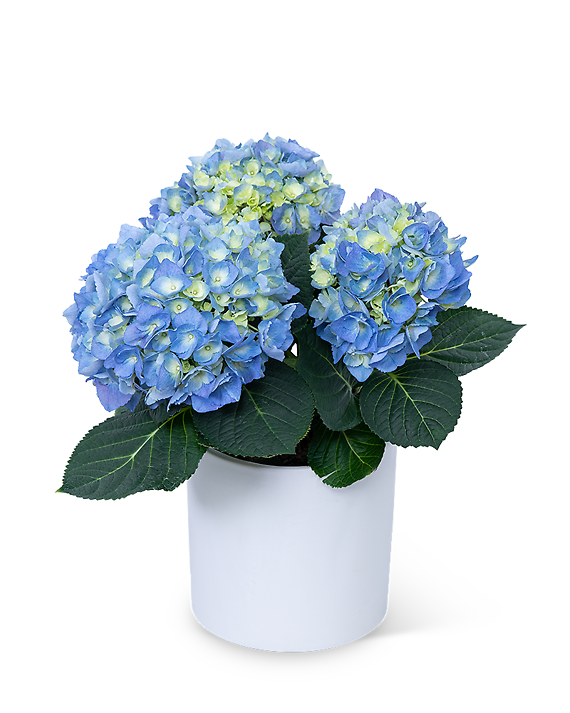 Blue Hydrangea Plant In Ceramic