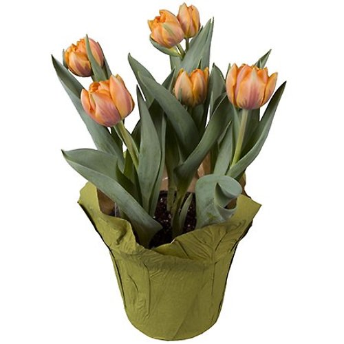 6.5\" Orange Tulip with pot cover