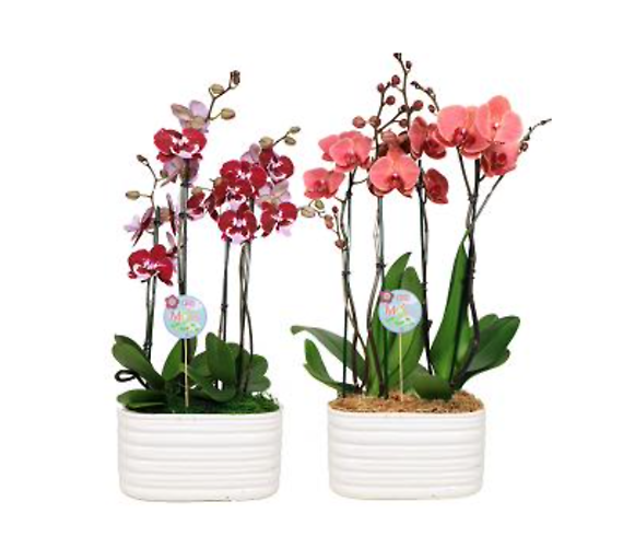 10 in. Orchid Garden