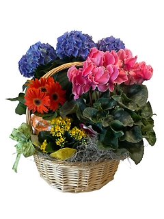 Beautiful Blooming Basket