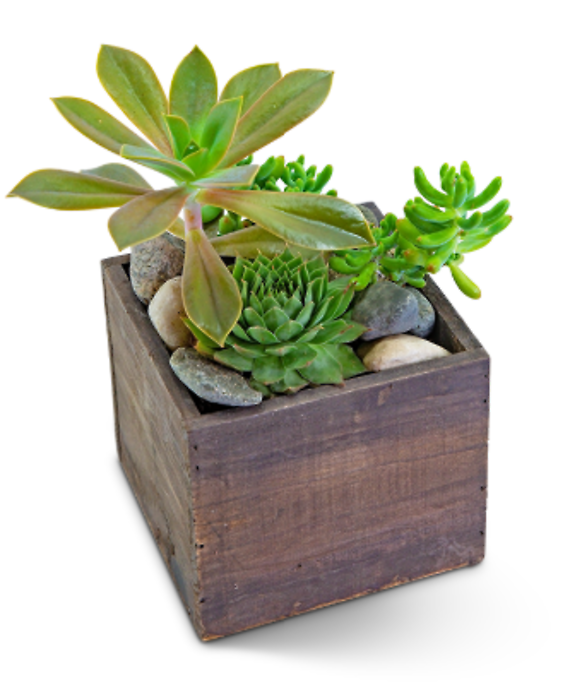 Sweet Succulents