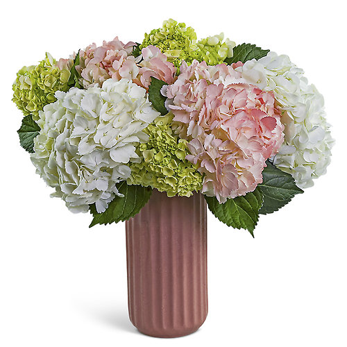 Hint of Pink Hydrangea