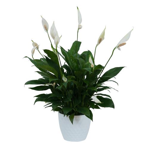Peace Lily Plant in Ceramic Container: 6\", 8\", or 10\" options