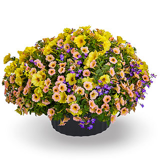 12in Island In The Sun Planter