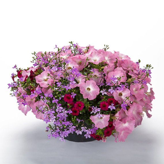 12in Wisteria Lane Planter