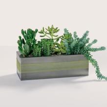 Succulent Box Garden