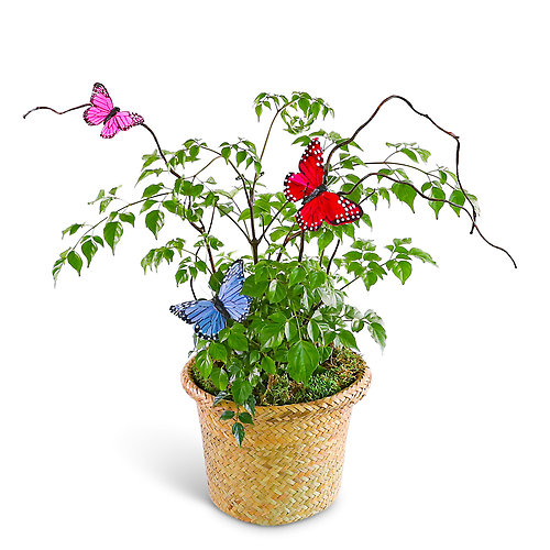 Butterfly China Doll Plant in Basket