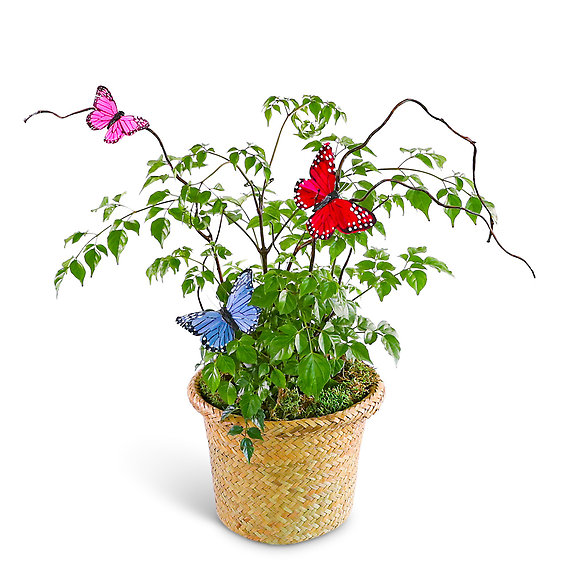 Butterfly China Doll Plant in Basket