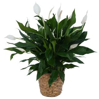 Peace Lily Plant in Basket 6\", 8\" or 10\" options
