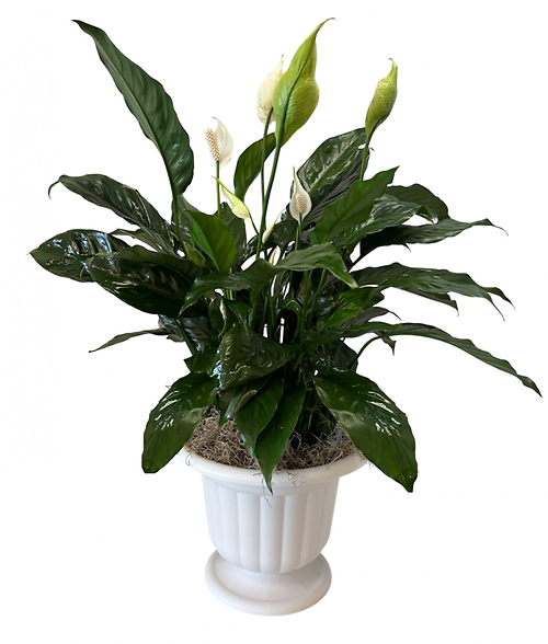 Peaceful Condolences