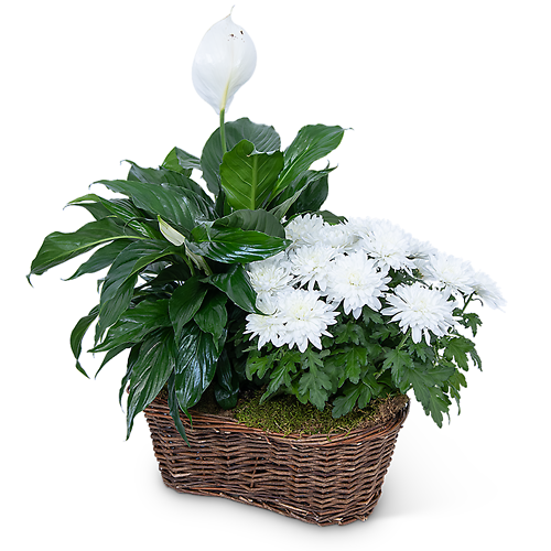 Peace Lily Plant with White Mum Plant