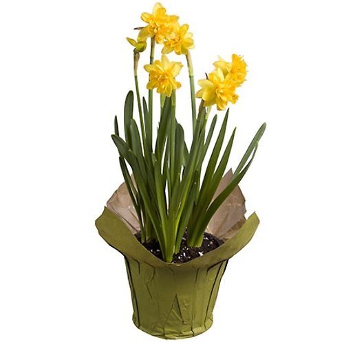 4.5 in Daffodil