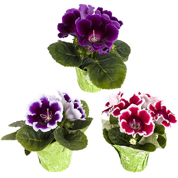 4.5\" Gloxinia