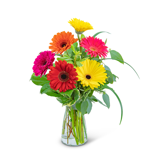 Sunny Gerbera