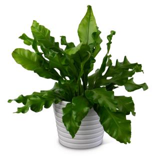 Bird\'s Nest Fern