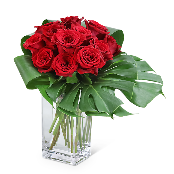 Modern Roses