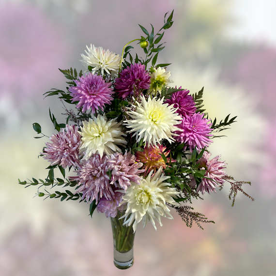 Dahlias Deluxe