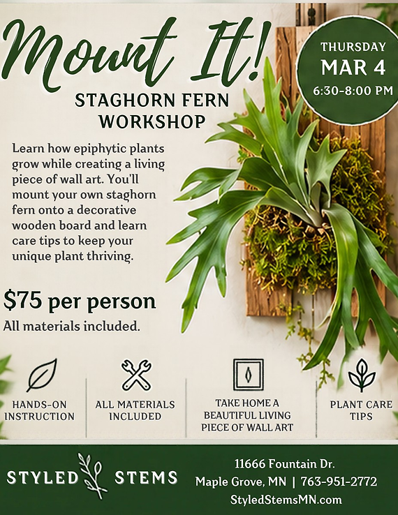 Mount It - Staghorn Fern Workshop