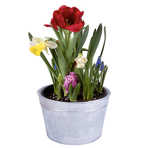 8 in Bulb Garden in a tin