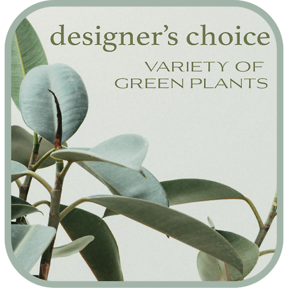 Designer\'s Choice - Variety of Green Plants