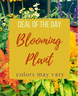 Blooming Plant Deal of the Day