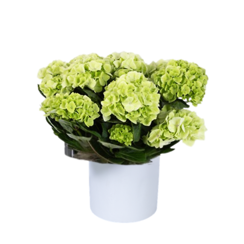 6.5\" Green Hydrangea