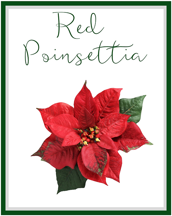 Red Poinsettia