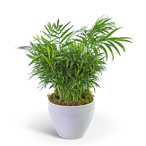 Palm Plant in Ceramic