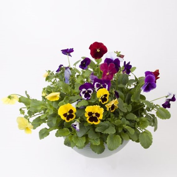 12\" Pansy Bowl