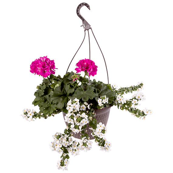10in Geranium Pink Combo HB