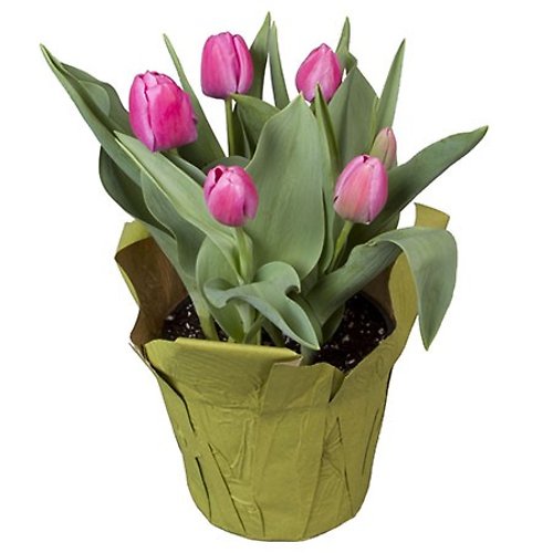 6.5 Pink Tulip with pot cover